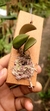 Acianthera hamosa