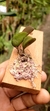 Imagem do Acianthera hamosa