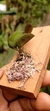 Acianthera hamosa - loja online