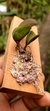 Acianthera hamosa - Orquidário Aparecida