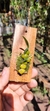 Bulbophyllum plumosum "Já enraizada" - comprar online