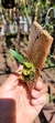 Bulbophyllum plumosum "Já enraizada" - comprar online