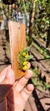 Bulbophyllum plumosum "Já enraizada" - loja online