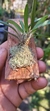 Dryadella edwallii - Orquidário Aparecida