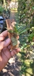 Dryadella edwallii - loja online