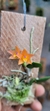 Sophronitis cernua var. litorânea (M)