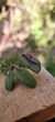 Acianthera gracilisepala