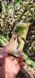 Acianthera gracilisepala - Orquidário Aparecida