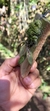 Acianthera gracilisepala na internet