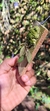 Acianthera gracilisepala - comprar online