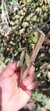 Acianthera gracilisepala na internet