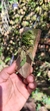 Acianthera gracilisepala