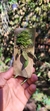 Acianthera gracilisepala - Orquidário Aparecida