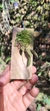 Acianthera gracilisepala - comprar online