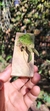 Imagem do Acianthera gracilisepala