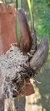 Xylobium variegatum - Orquidário Aparecida