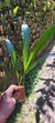 Xylobium variegatum - comprar online