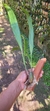 Xylobium variegatum - loja online
