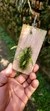 Imagem do Acianthera wilsonii