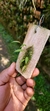 Acianthera wilsonii - loja online