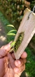 Acianthera wilsonii na internet