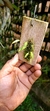 Acianthera wilsonii na internet
