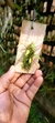 Acianthera wilsonii - comprar online