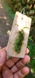 Acianthera wilsonii - loja online