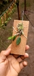 Sophronitis cernua var. litorânea (M)