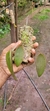 Acianthera pectinata - comprar online