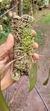 Acianthera pectinata