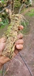 Imagem do Acianthera pectinata