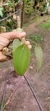 Acianthera pectinata - loja online