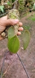 Acianthera pectinata - comprar online
