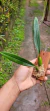 Imagem do Bulbophyllum elassonotum