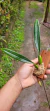 Bulbophyllum elassonotum - loja online