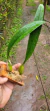Bulbophyllum elassonotum - Orquidário Aparecida