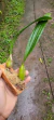 Bulbophyllum elassonotum - comprar online