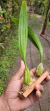 Bulbophyllum elassonotum na internet