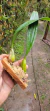 Bulbophyllum elassonotum
