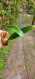 Bulbophyllum elassonotum - comprar online