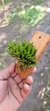 Acianthera Sonderiana "Touceicinhas" - comprar online