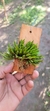 Acianthera Sonderiana "Touceicinhas"