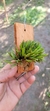 Acianthera Sonderiana "Touceicinhas" na internet