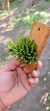 Acianthera Sonderiana "Touceicinhas" - Orquidário Aparecida