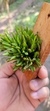 Acianthera Sonderiana "Touceicinhas"