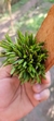 Acianthera Sonderiana "Touceicinhas" - comprar online
