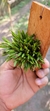 Acianthera Sonderiana "Touceicinhas" - loja online