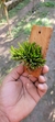 Acianthera Sonderiana "Touceicinhas" - Orquidário Aparecida