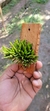 Acianthera Sonderiana "Touceicinhas" na internet